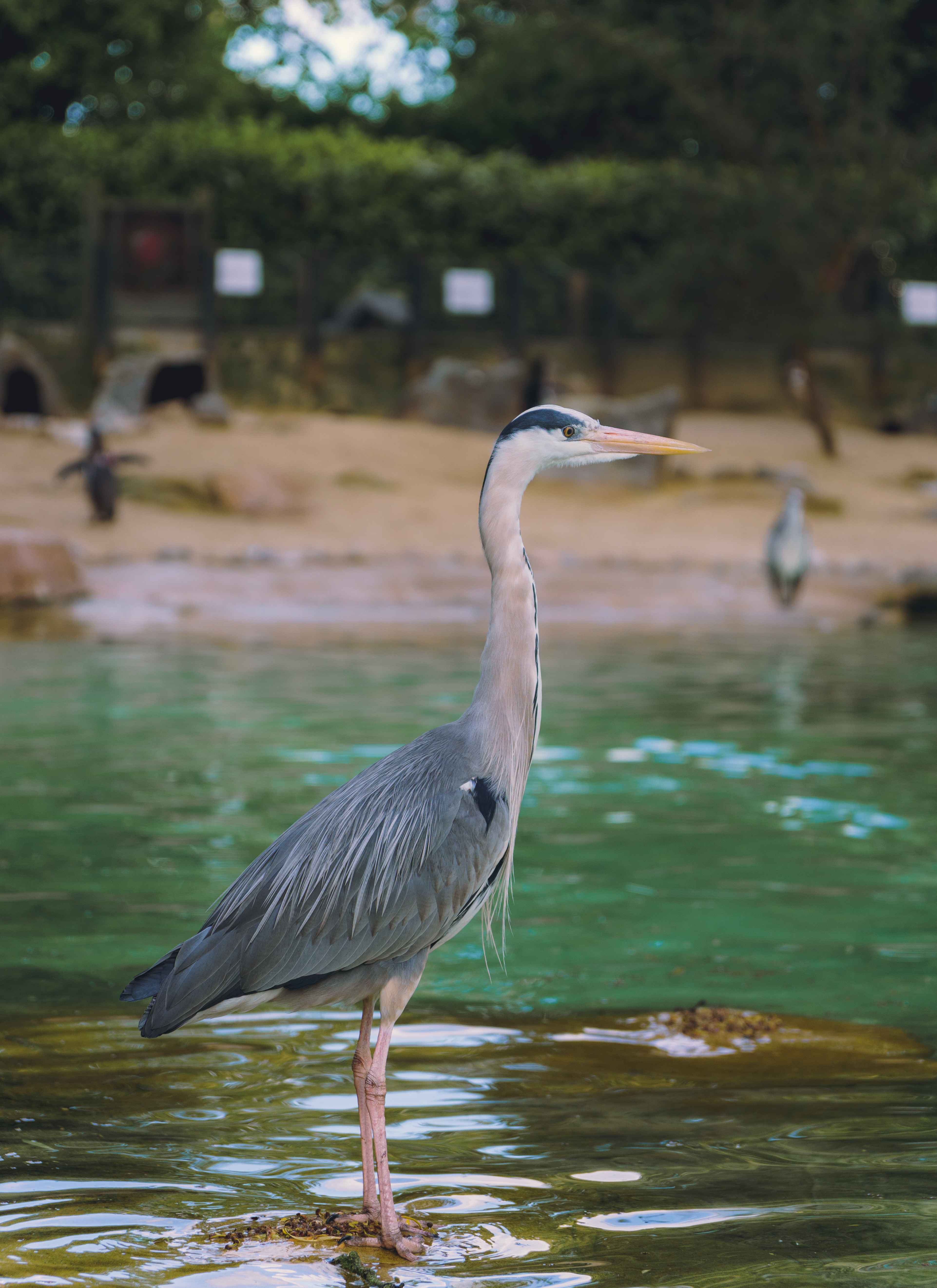 Tranquil Heron